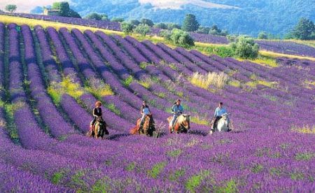 内就有不少看薰衣草的好地方。盘点国内9个最浪漫的庄。不朽情缘正规网站看薰衣草何必舍近求远非去普罗旺斯国(图2)
