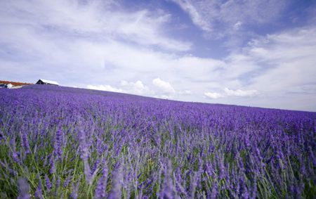 内就有不少看薰衣草的好地方。盘点国内9个最浪漫的庄。不朽情缘正规网站看薰衣草何必舍近求远非去普罗旺斯国(图1)
