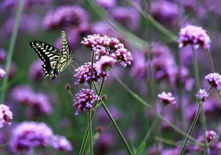 内就有不少看薰衣草的好地方。盘点国内9个最浪漫的庄。不朽情缘正规网站看薰衣草何必舍近求远非去普罗旺斯国(图5)