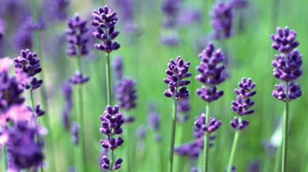 内就有不少看薰衣草的好地方。盘点国内9个最浪漫的庄。不朽情缘正规网站看薰衣草何必舍近求远非去普罗旺斯国(图6)