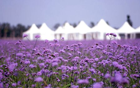 内就有不少看薰衣草的好地方。盘点国内9个最浪漫的庄。不朽情缘正规网站看薰衣草何必舍近求远非去普罗旺斯国(图8)