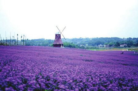 内就有不少看薰衣草的好地方。盘点国内9个最浪漫的庄。不朽情缘正规网站看薰衣草何必舍近求远非去普罗旺斯国(图9)