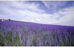 内就有不少看薰衣草的好地方。盘点国内9个
